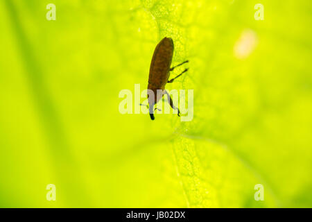 Lixus bardanae, Kulczanka szczawiowiec, Bruine zuringsnuitkever on grean grass leaf in morning sun light. Extreme macro horizontal crop Stock Photo