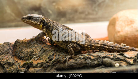 Lizard between leaves and stones Stock Photo