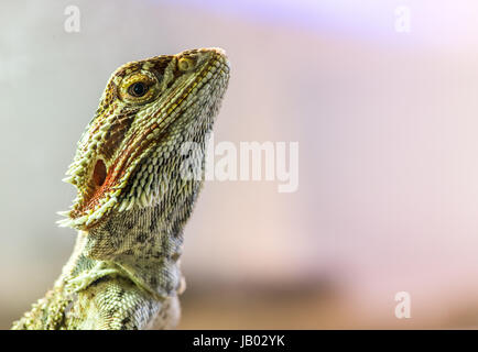 Lizard between leaves and stones Stock Photo