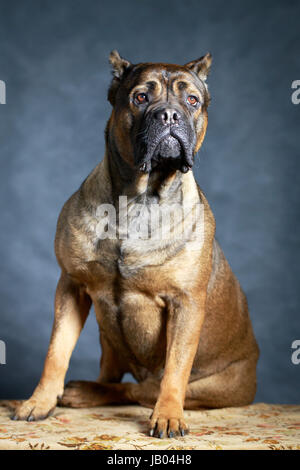 brown Cane Corso dog Stock Photo