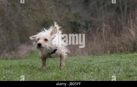 Muddy dog Stock Photo