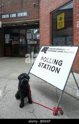 London, UK. 08th June, 2016. Dog at Polling Station, Richmond Park and North Kingston. Credit: Expo Photo/Alamy Live News Stock Photo