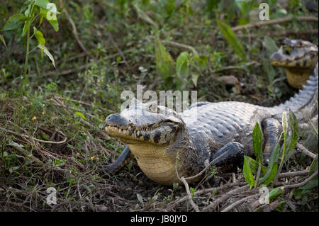 A Yacare caiman showing its yellow belly in the Brazilian Pantanal Stock Photo