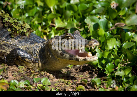 A Yacare caiman showing its yellow belly in the Brazilian Pantanal Stock Photo