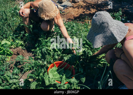 Girls harvested spinach Stock Photo