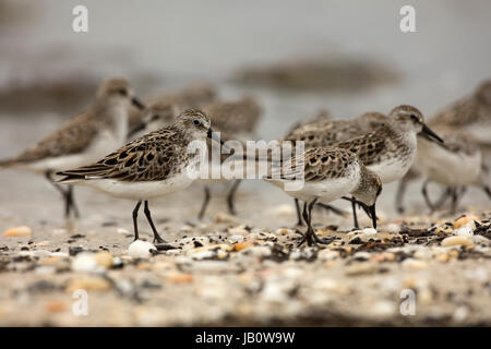 semipalmated sandpipers (Calidris pusilla) feeding on horseshoe crab (Limulus polyphemus) eggs, delaware bay, New Jersey Stock Photo