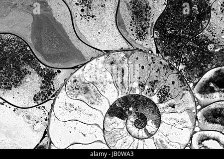 Ammonite fossil, sliced with inner structure Stock Photo