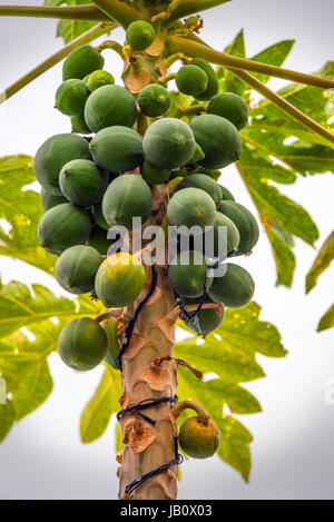 Mangoes Growing on Tree, Hong Kong Stock Photo