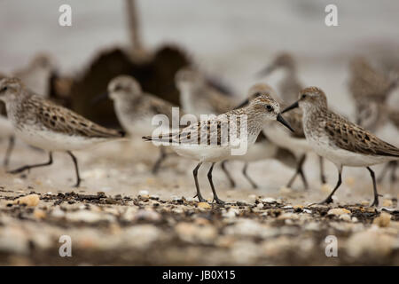 semipalmated sandpipers (Calidris pusilla) feeding on horseshoe crab (Limulus polyphemus) eggs, delaware bay, New Jersey Stock Photo