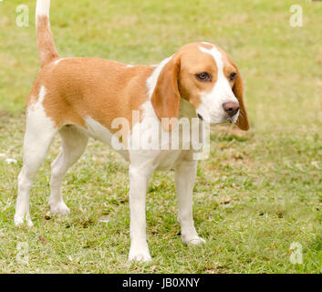 A young, beautiful, white and orange Istrian Shorthaired Hound puppy dog standing on the lawn. The Istrian Short haired Hound is a scent hound dog for hunting hare and foxes. Stock Photo