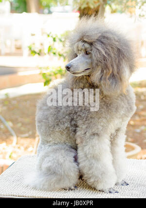 A close up of a small beautiful and adorable silver gray Miniature Poodle dog. Poodles are exceptionally intelligent usually equated to beauty, luxury and snobs. Stock Photo