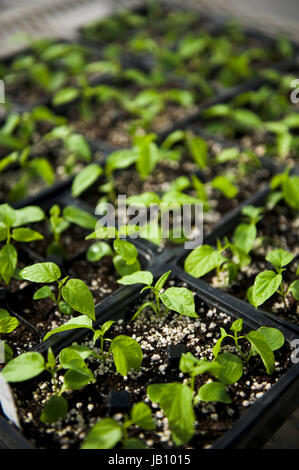 Bright, green, plants, black, top view, multiple, dirt, angled Stock Photo
