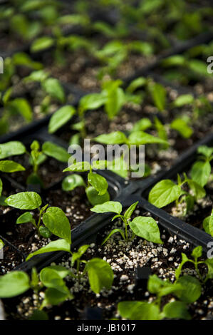 Bright, green, plants, black, top view, multiple, dirt, angled Stock Photo