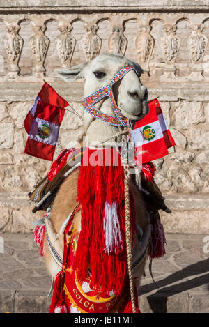 Llama with peruvian flags in the peruvian Andes at Arequipa Peru Stock Photo