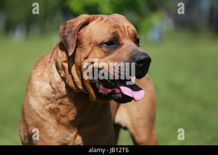 Tosa inu male dog closeup in natural environment Stock Photo