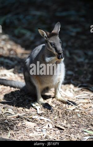 An Australian Wallaby in its natural Habitat Stock Photo