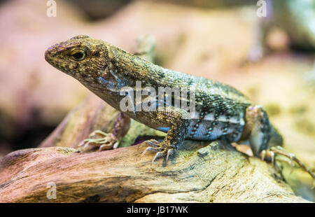Lizard between leaves and stones Stock Photo