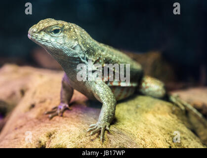 Lizard between leaves and stones Stock Photo