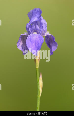 High purple bearded iris (Iris barbata elatior hybride), blossom, North Rhine-Westphalia, Germany Stock Photo