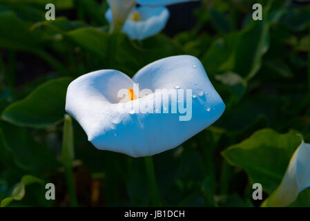 Close-up of an orchid with early morning dew Stock Photo