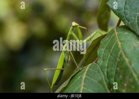 Praying Mantis In The Peruvian Amazon Jungle At Madre De Dios Peru Praying Mantis In The Peruvian Amazon Jungle At Madre De Dios Peru