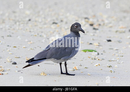 Adult Lava Gull on the beach on Genovesa Island in the Galapagos Stock Photo