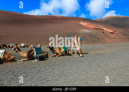 Camels in Timanfaya National Park on Lanzarote. Stock Photo