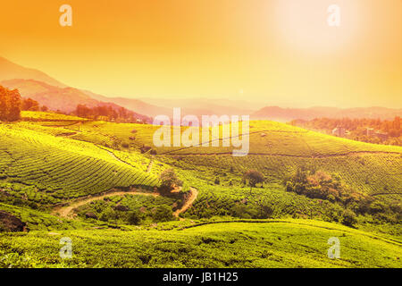 Tea plantations in Munnar, Kerala, India. Stunning views of  hills on sunset. Stock Photo