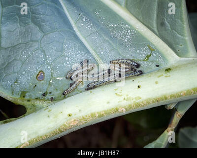 Caterpillars of Large Cabbage White butterfly. Garden pest. Stock Photo