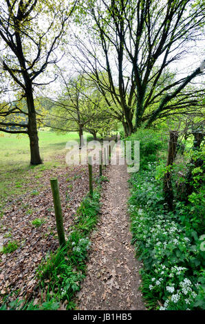 Boughton Monchelsea village, Maidstone, Kent, Public footpath through woodland Stock Photo