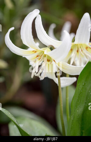 Erythronium 'White Beauty' Stock Photo