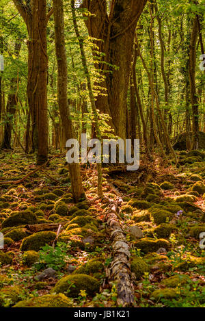 Dense and backlit beech forest with lots of moss covered boulders and a dead tree trunk on the ground. Location Stenshuvud national park in Sweden. Stock Photo