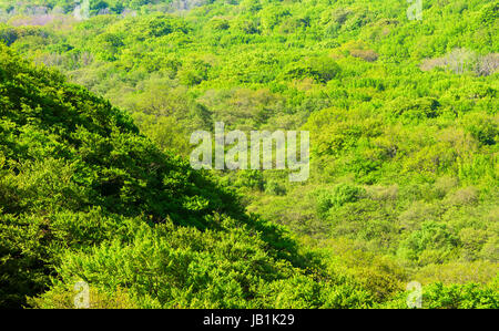 Beech tree canopies in distant valley. Weather is slightly hazy on this morning. Location view as seen from the top of Stenshuvud national park, Swede Stock Photo