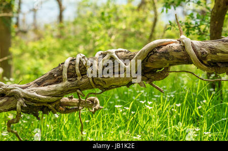 Dead tree with dead ivy squeezing it. Looks kind of alien. Stock Photo