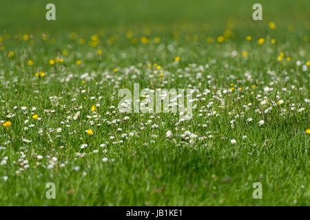 Traditional Dales upland meadow with plenty of herbs and wildflowers in. Yorkshire, UK. Stock Photo
