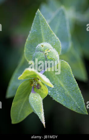 Euphorbia lathyris Stock Photo