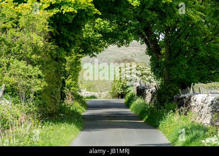 Rural single track lane with trees forming a tunnel over it. Slaidburn, Lancashire, UK. Stock Photo