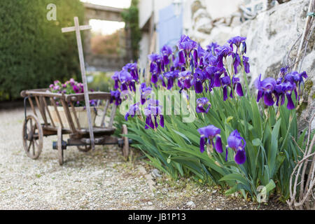 Group of irises, iris flower bulbs blooming in a border of a garden setting Stock Photo