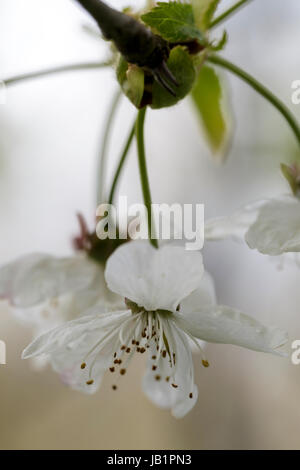 Prunus avium, Wild Cherry Stock Photo