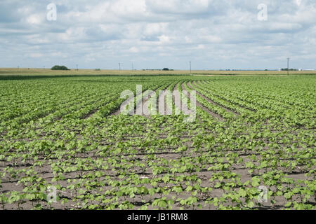 Rows of cotton plants in Texas Blackland Prairie field Stock Photo