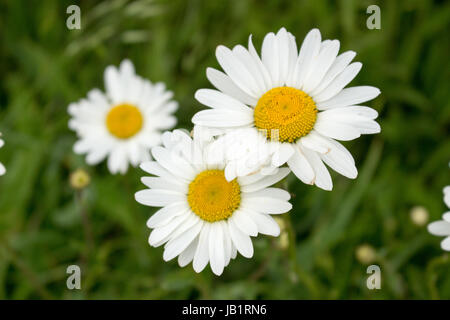 Oxeye daisy growing on hillside in Devon Stock Photo