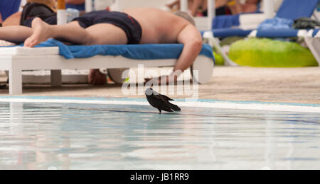 Cuban blackbird in Cayo coco, Cuba Stock Photo