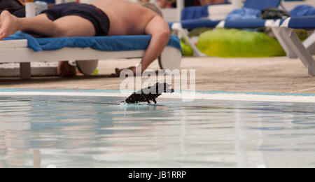 Cuban blackbird in Cayo coco, Cuba Stock Photo