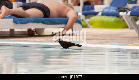 Cuban blackbird in Cayo coco, Cuba Stock Photo