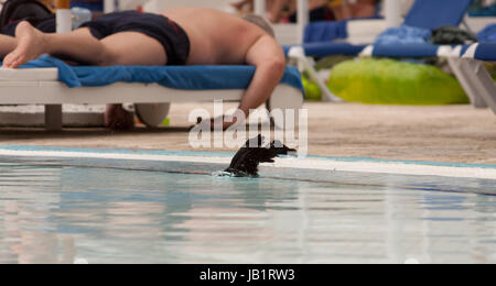 Cuban blackbird in Cayo coco, Cuba Stock Photo