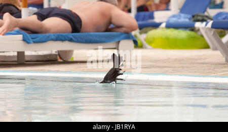 Cuban blackbird in Cayo coco, Cuba Stock Photo