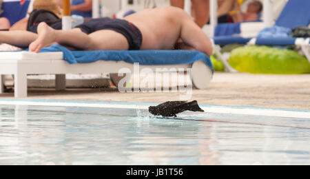 Cuban blackbird in Cayo coco, Cuba Stock Photo