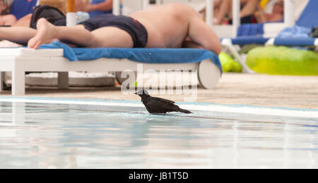 Cuban blackbird in Cayo coco, Cuba Stock Photo