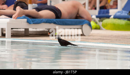 Cuban blackbird in Cayo coco, Cuba Stock Photo