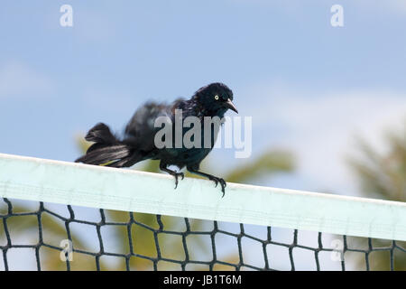 Cuban blackbird in Cayo coco, Cuba Stock Photo